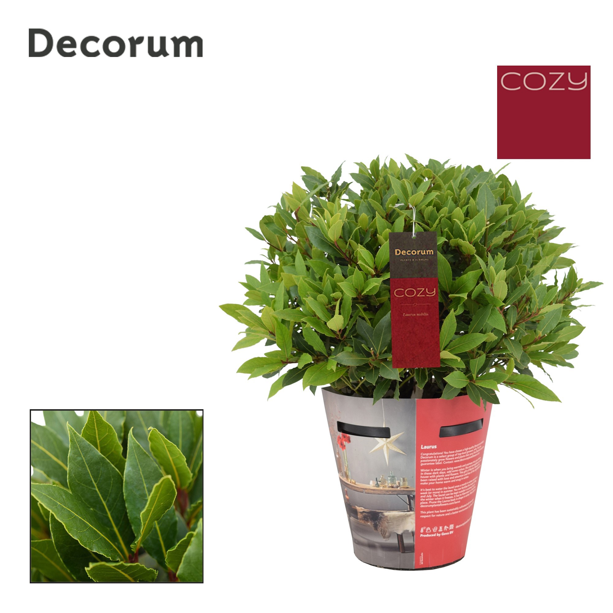 Laurus nobilis Bol zonder stam Cozy, D 20 cm