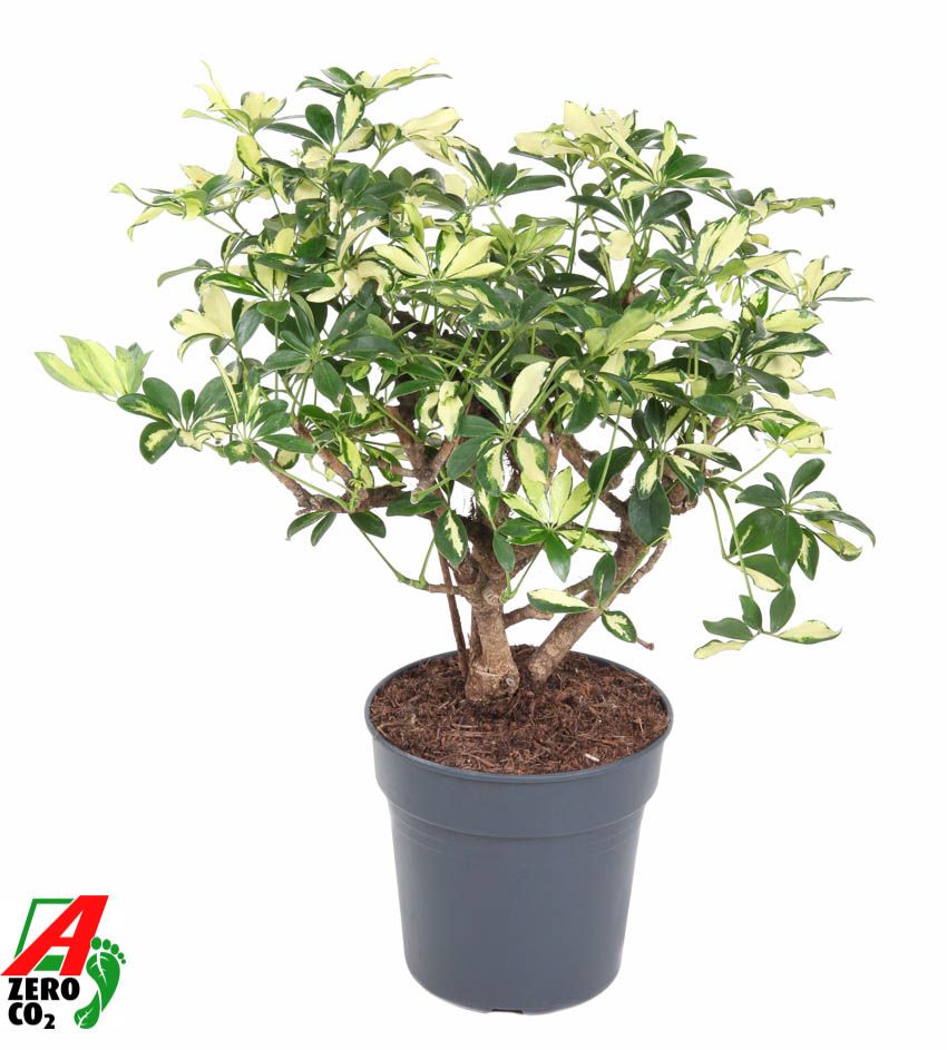 Schefflera Trinette 1ft P24, D 24