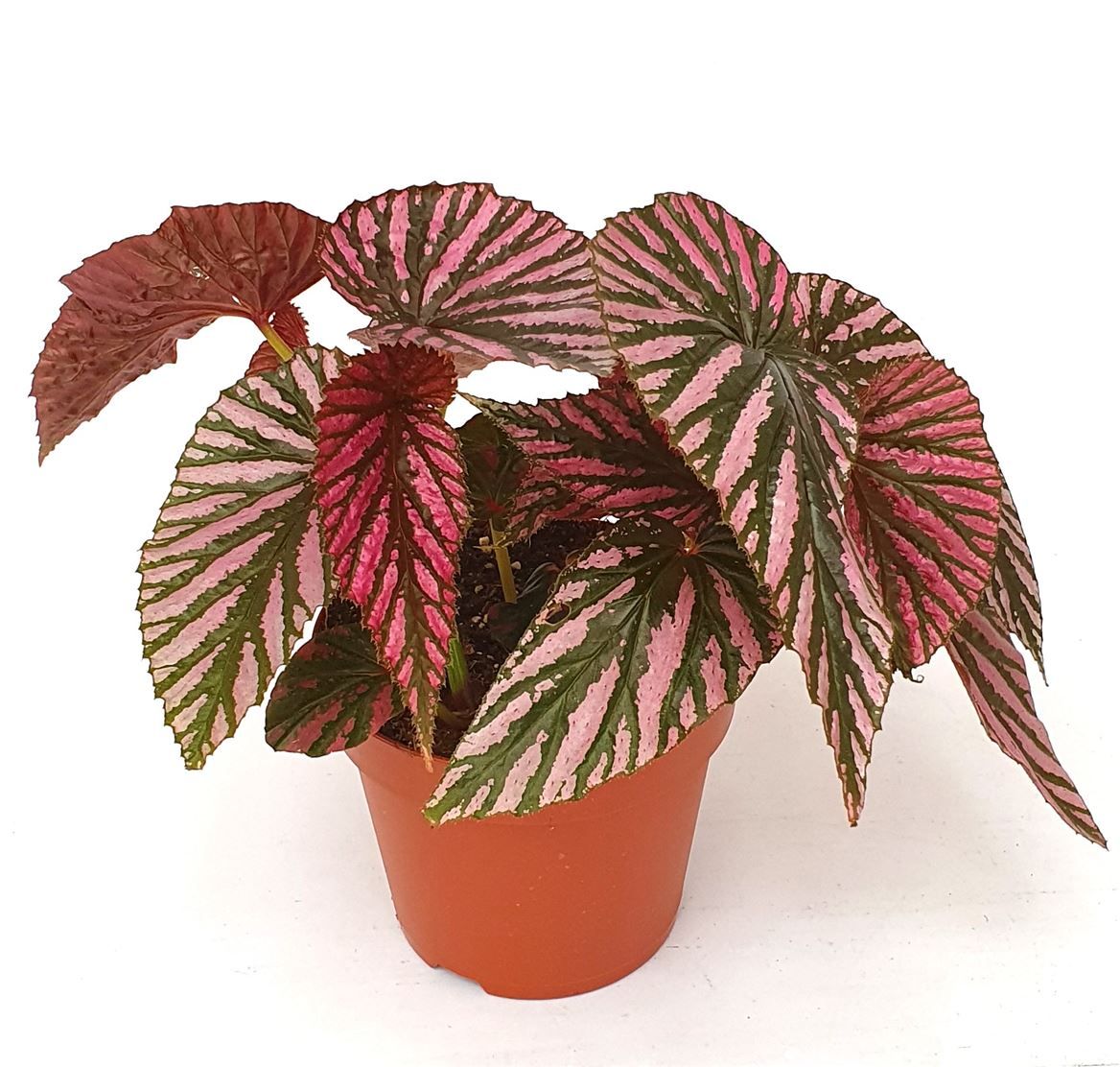 Begonia 'Brevirimosa', D 17