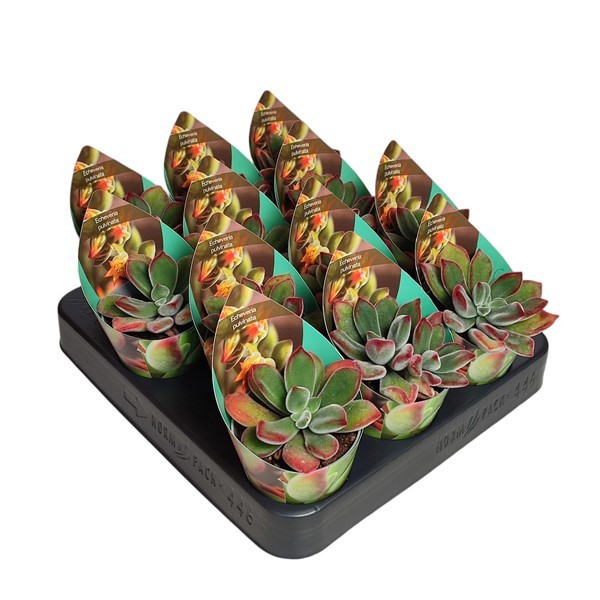 ECHEVERIA PULVINATA - POT Ø 6,5 WITH POTCOVER (SUCCULENTEN), D 6,5