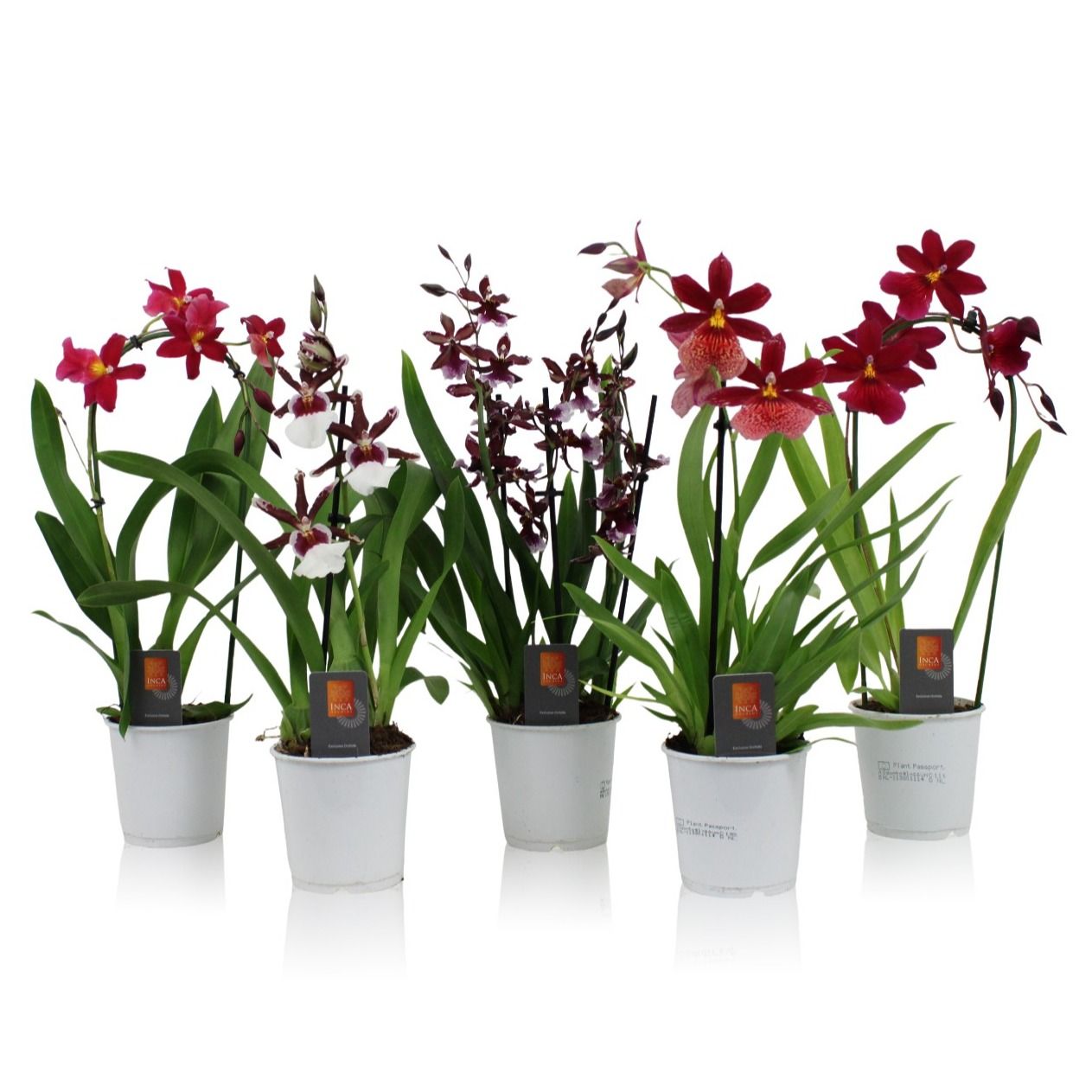 Inca Orchid Red Beauty mix 1 spike incl. cascade 9cm, D 9