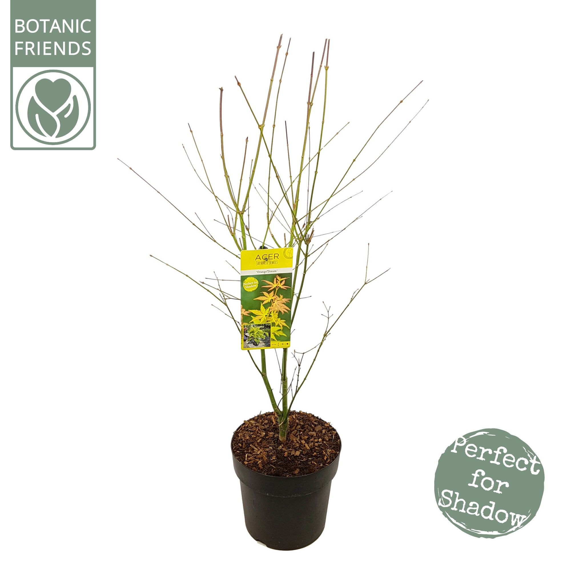 Acer palm. 'Orange Dream', D 29