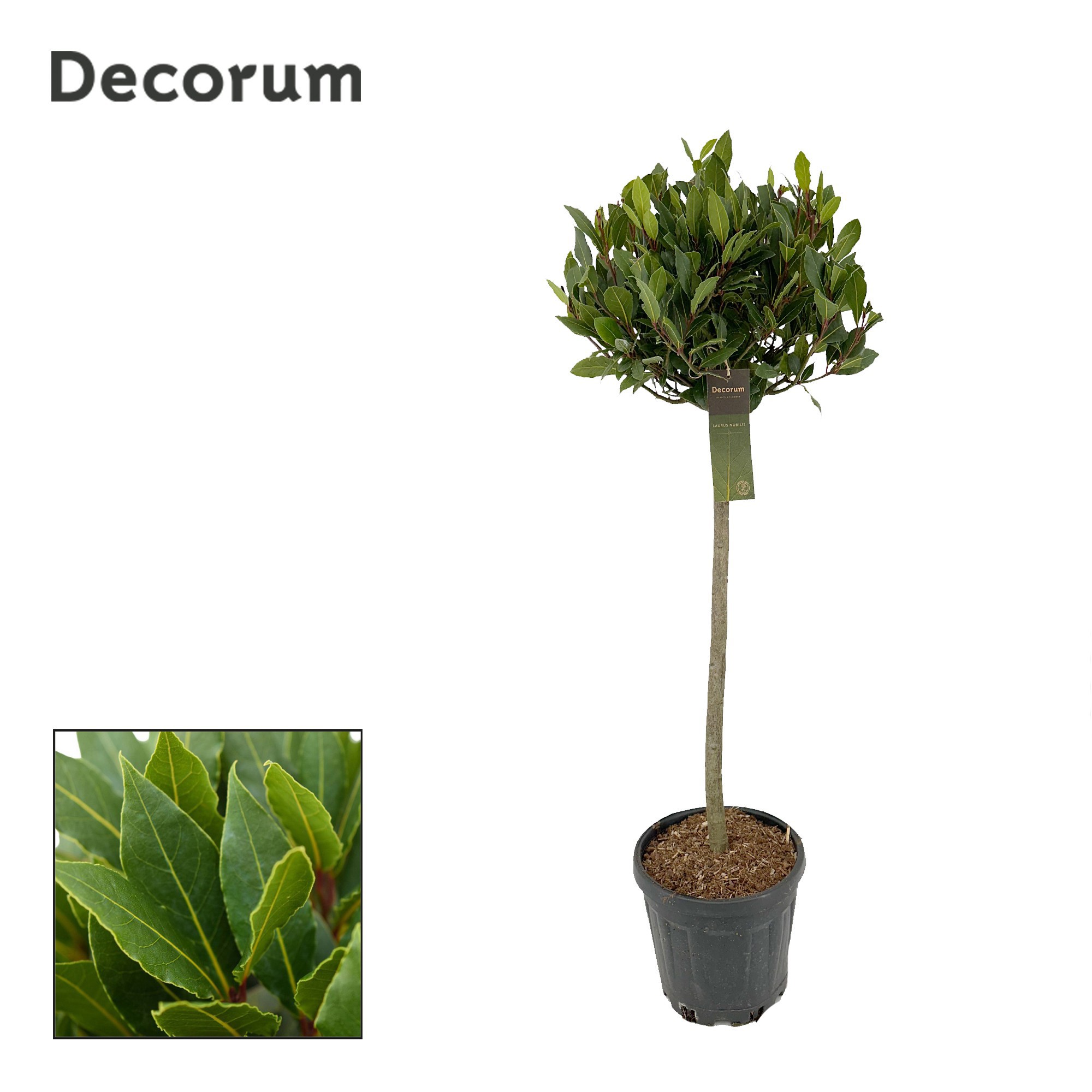 Laurus nobilis Bol op stam, D 25 cm