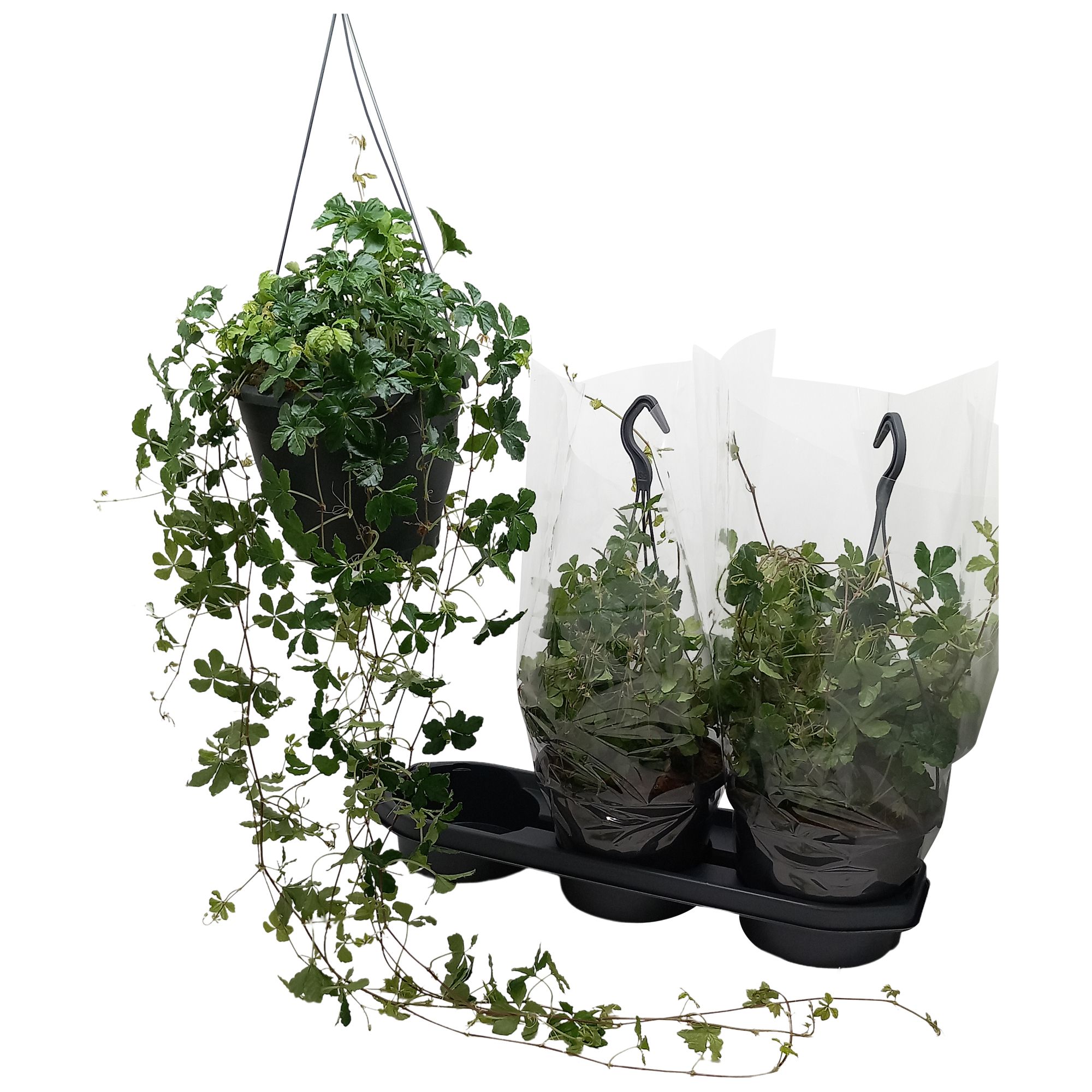 Parthenocissus 'Striata', D 19