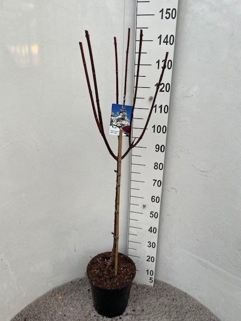 Hydrangea pan. Wim's Red 70-80 stam P28-C10, D 28