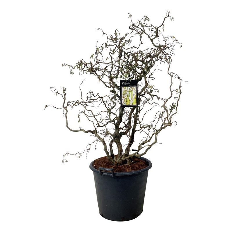 Corylus a. 'Contorta', D 50 cm