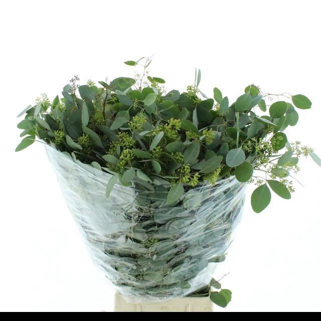 Эвкалипт Палиантемос (с ягодами) за пучок 75, пуч.