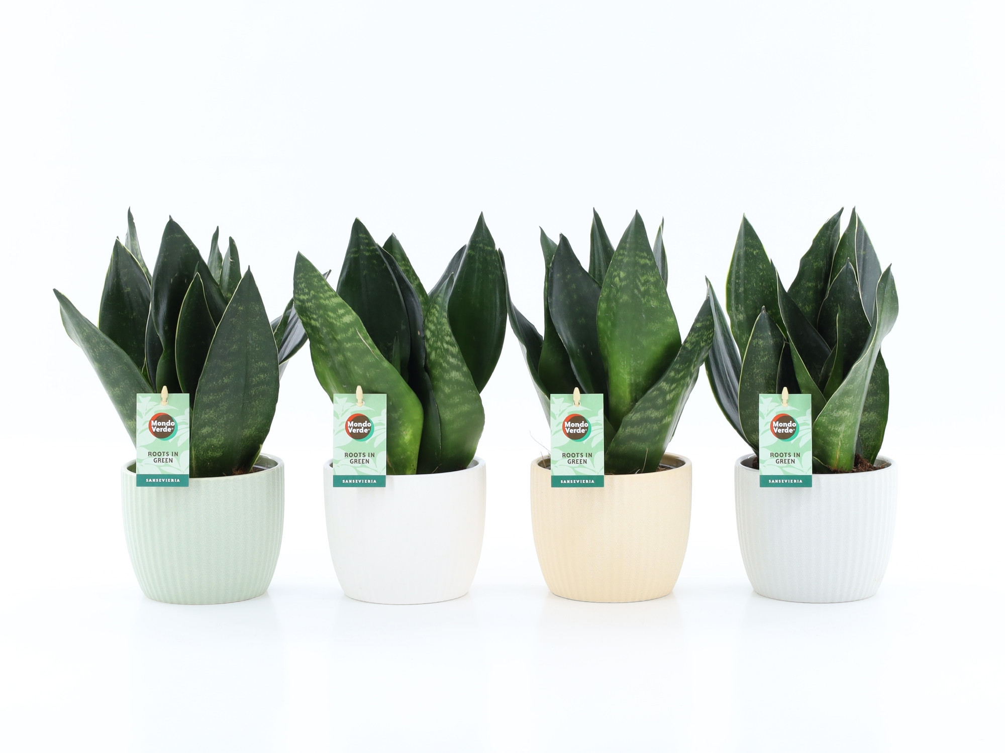 Sansevieria Black Diamond in New Sandy Keramiek, D 13