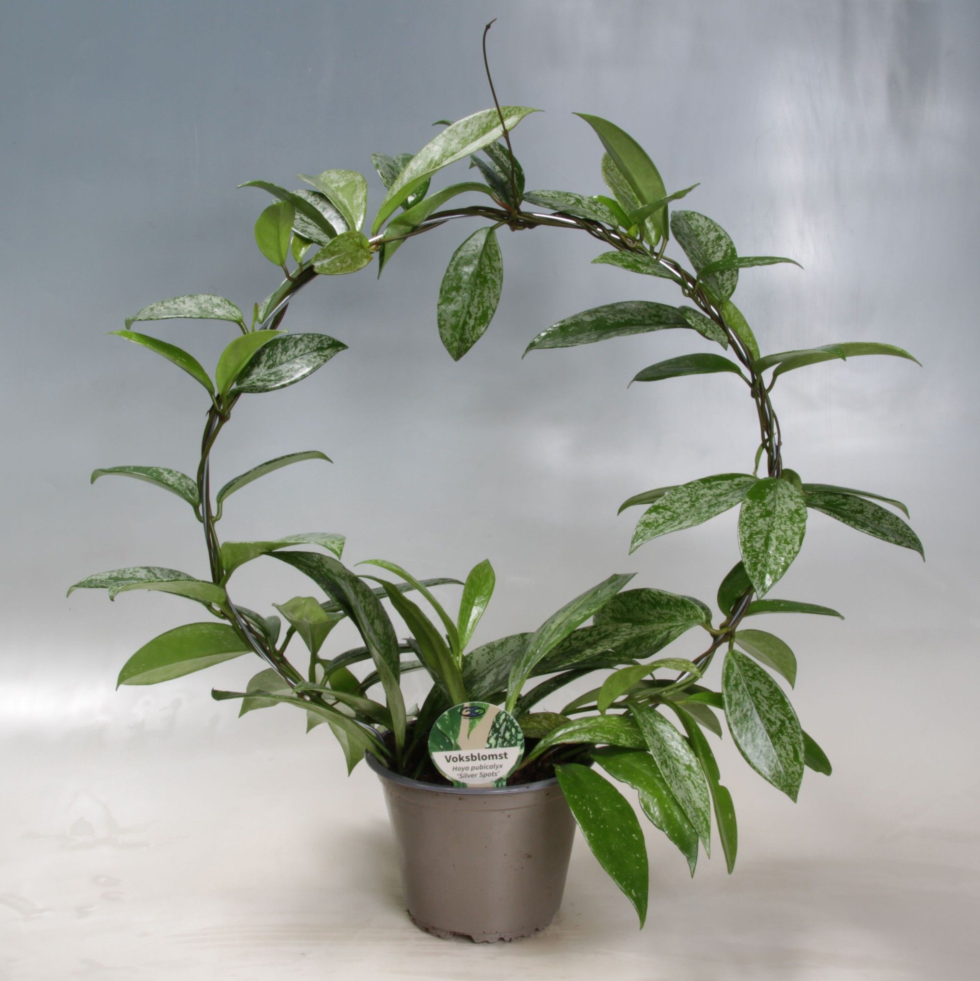 Hoya Carnosa Silverspots boog 14 cm, D 14