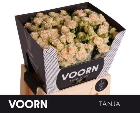 Роза куст. Таня 60, шт. Роза куст. Таня 60, шт.