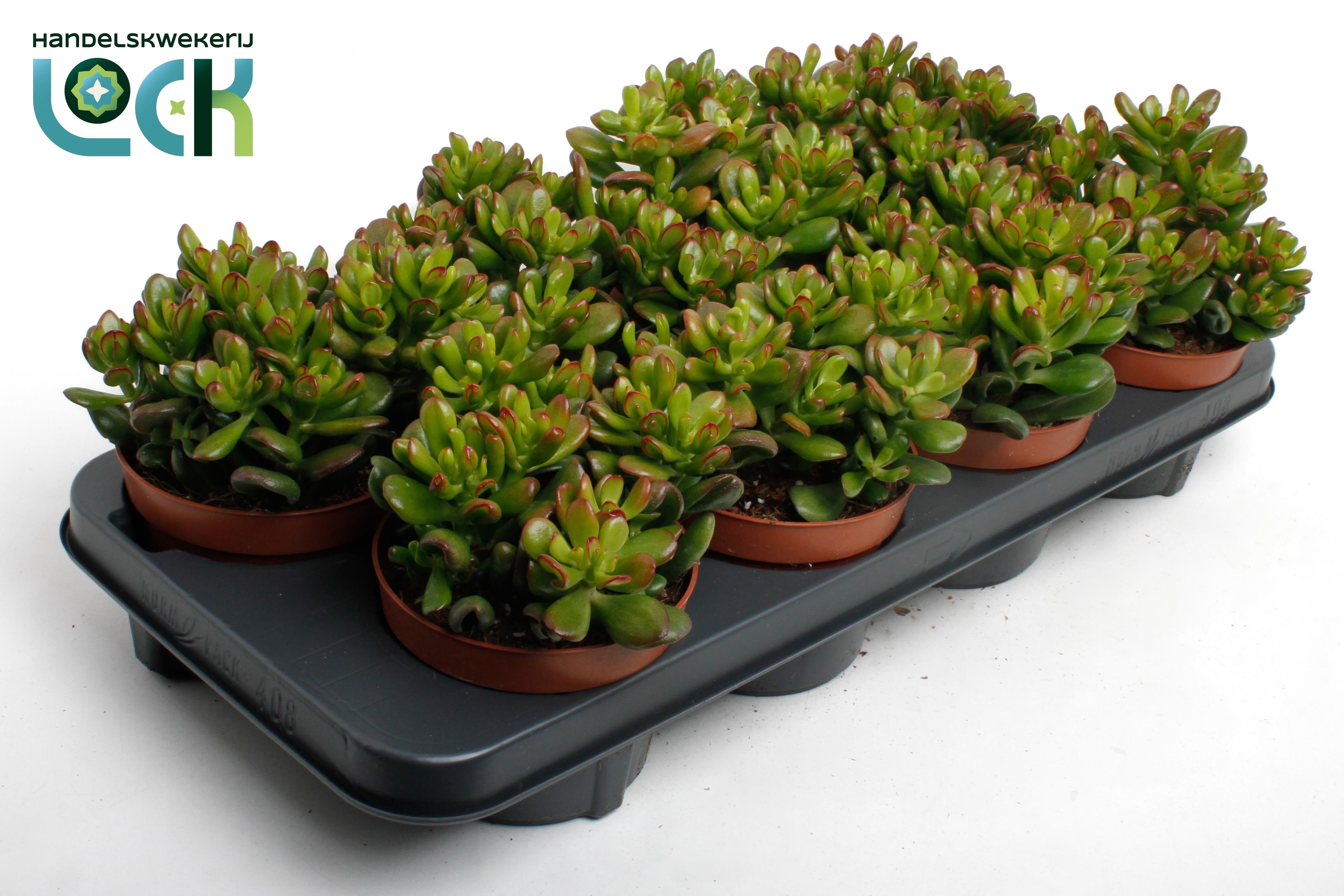 Crassula Convoluta, D 12