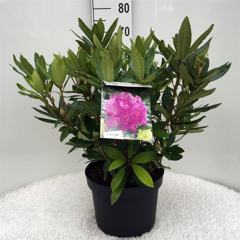 Rhodo. 'Polarnacht' dark purple, D 29