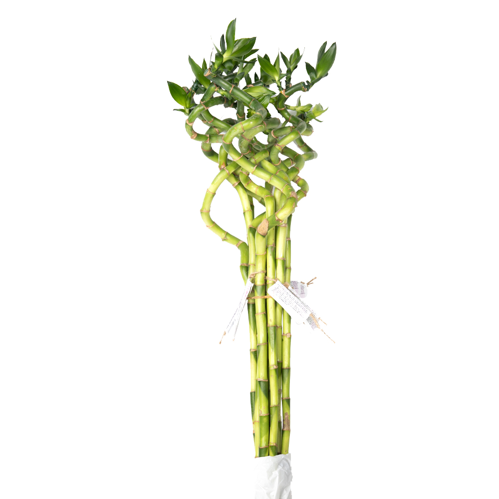 Драцена сандариана бамбук счастья спираль Н60 без пробирки (предзаказ)