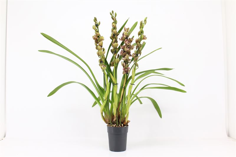 Cymbidium p14 Magic Bird mix 4T, D 14