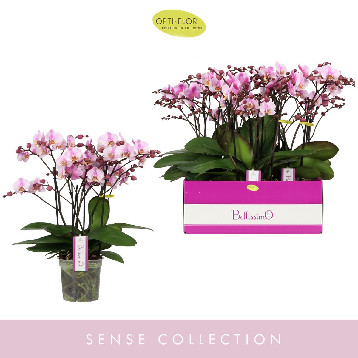 Bellissimo Angelo, D 15 cm