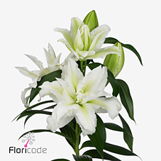 Лилия дв. Роузлили Аиша 80, шт.