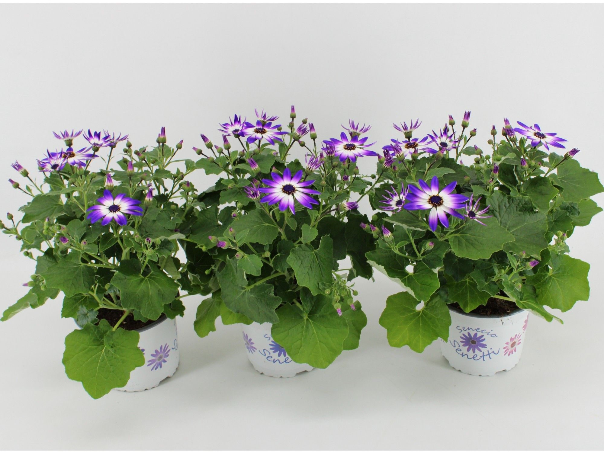 Senecio Senetti Pericallis Violet Bicolor, D 15