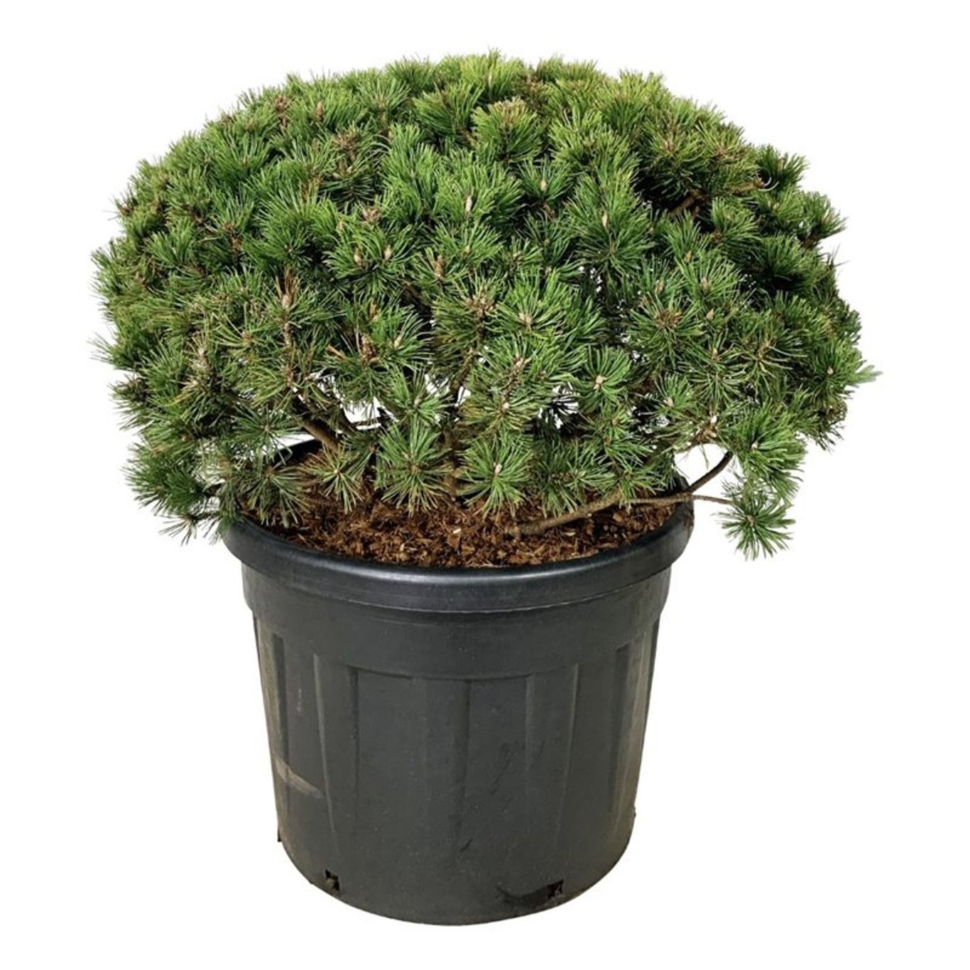 Pinus mugo 'Mumpitz', D 65