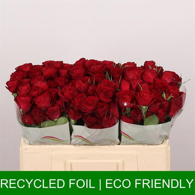 Роза куст. Рэд Трендсеттер 50, шт.