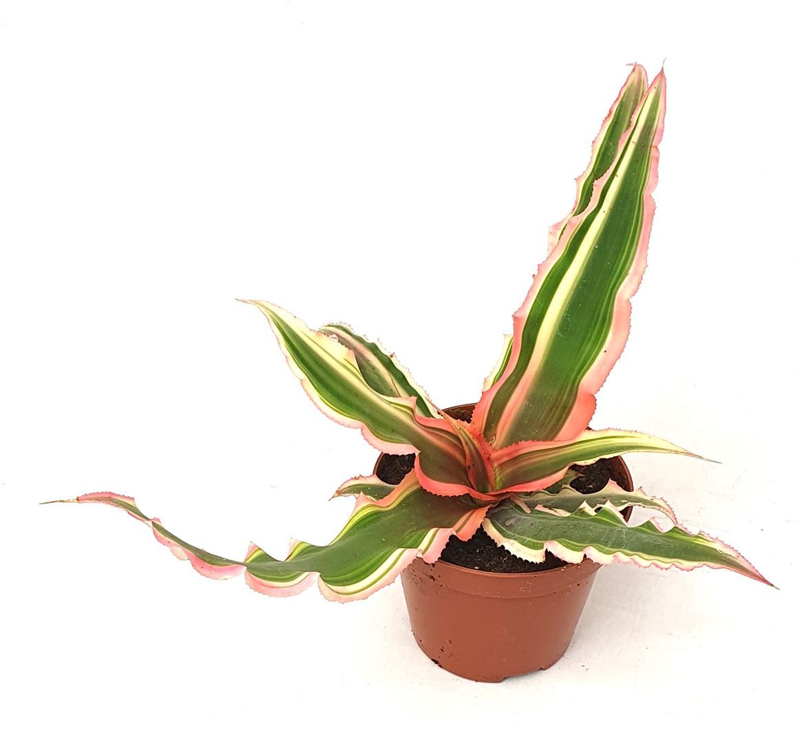 Cryptanthus 'IT', D 9