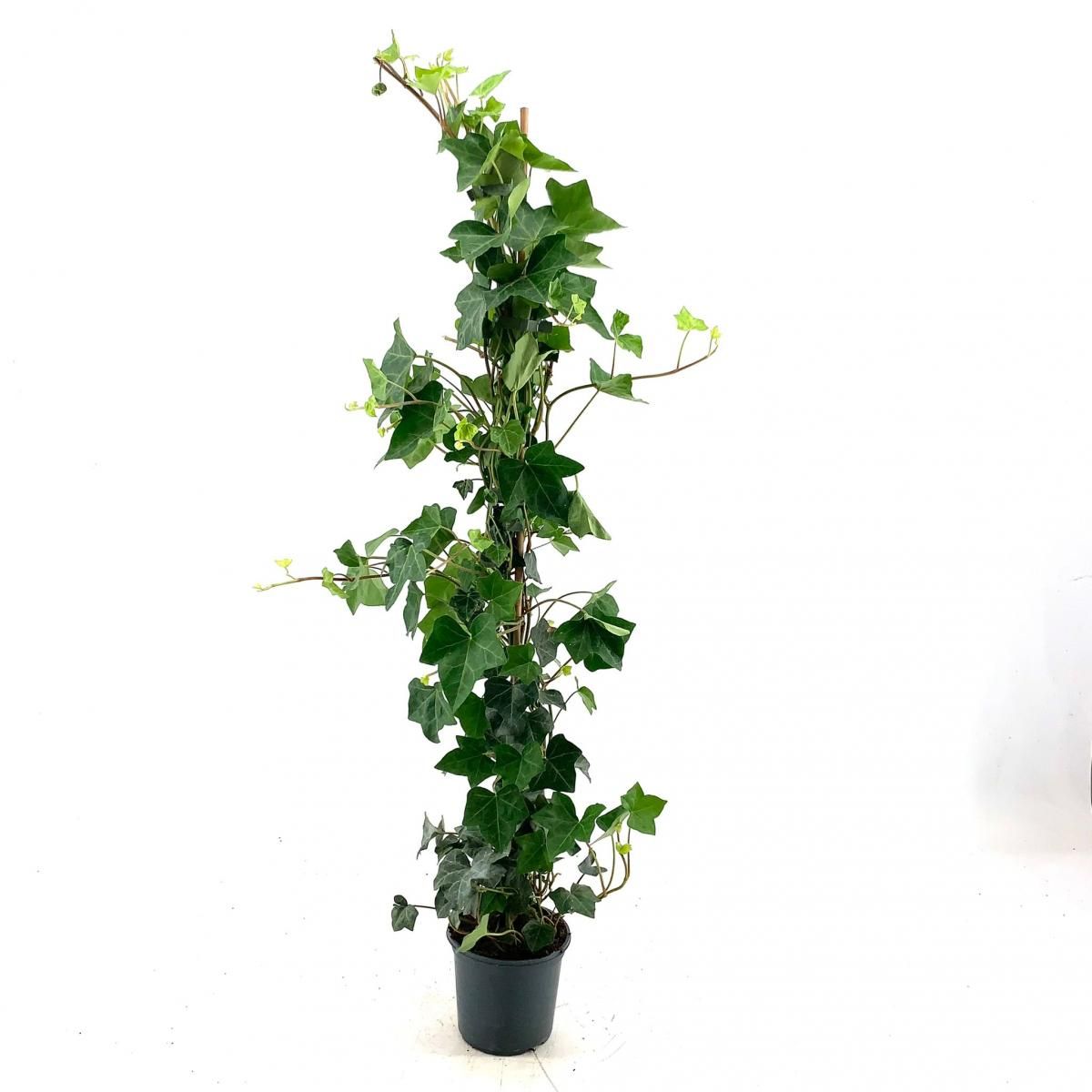 Hedera hibernica, gebonden, D 13