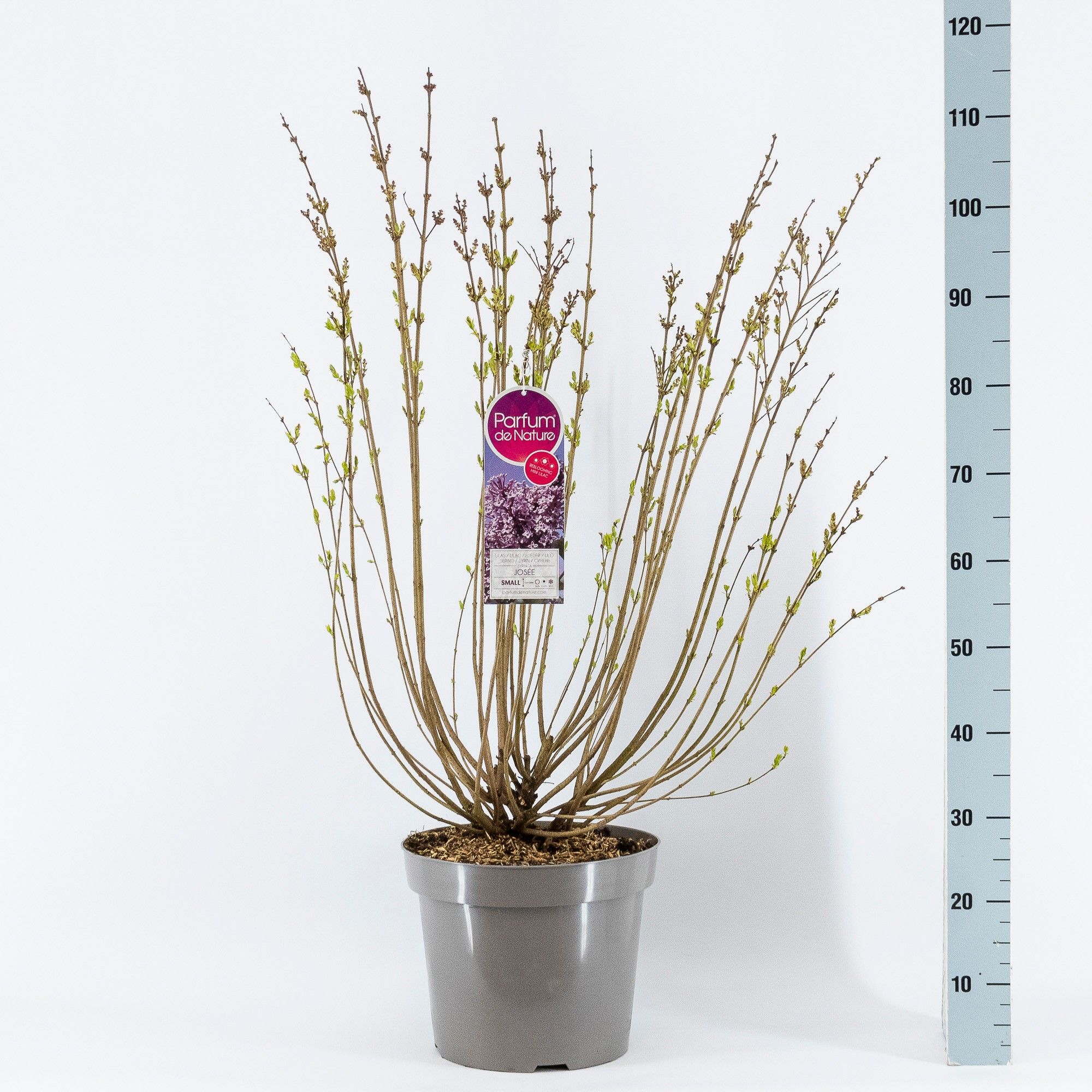 Syringa Josée, 3-jarig, C15 Solitair, D 32