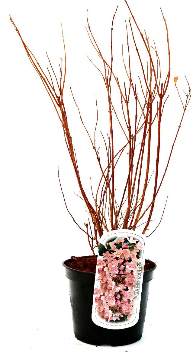 Deutzia scabra 'Plena', D 19