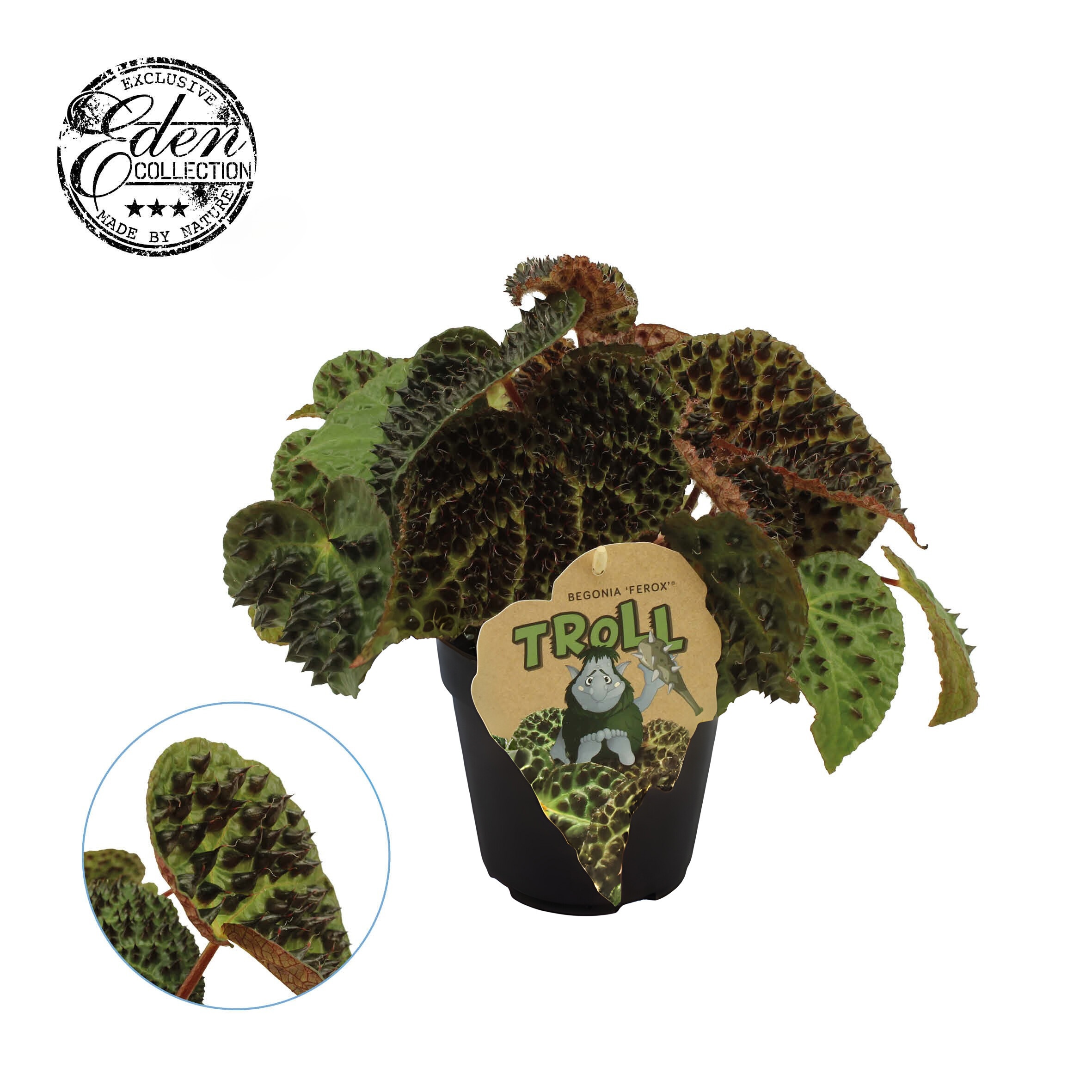 Begonia rex Ferox 12cm, D 12
