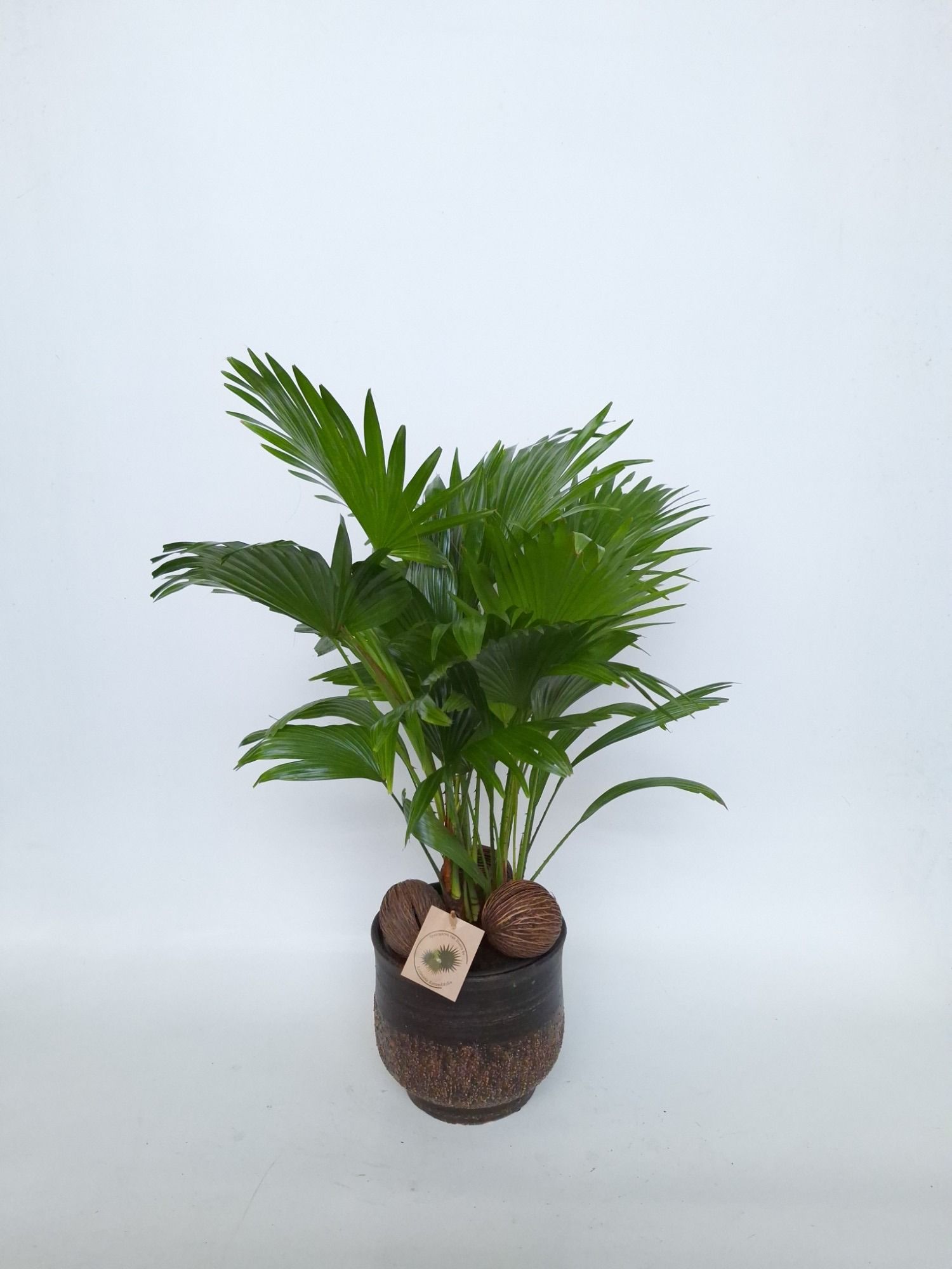 Livistona in Shirley brown D19, D 20