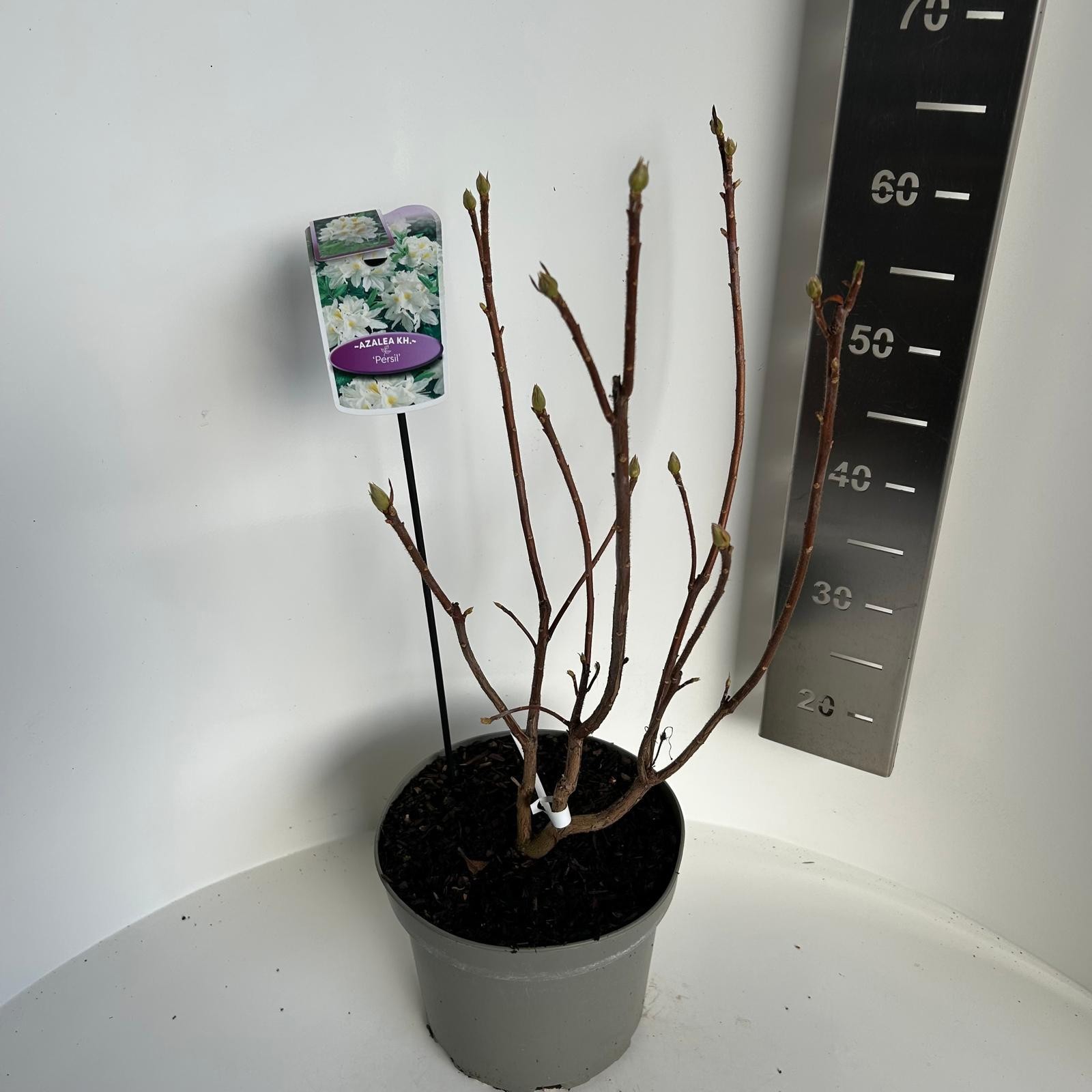 Azalea knaphill Persil, D 23