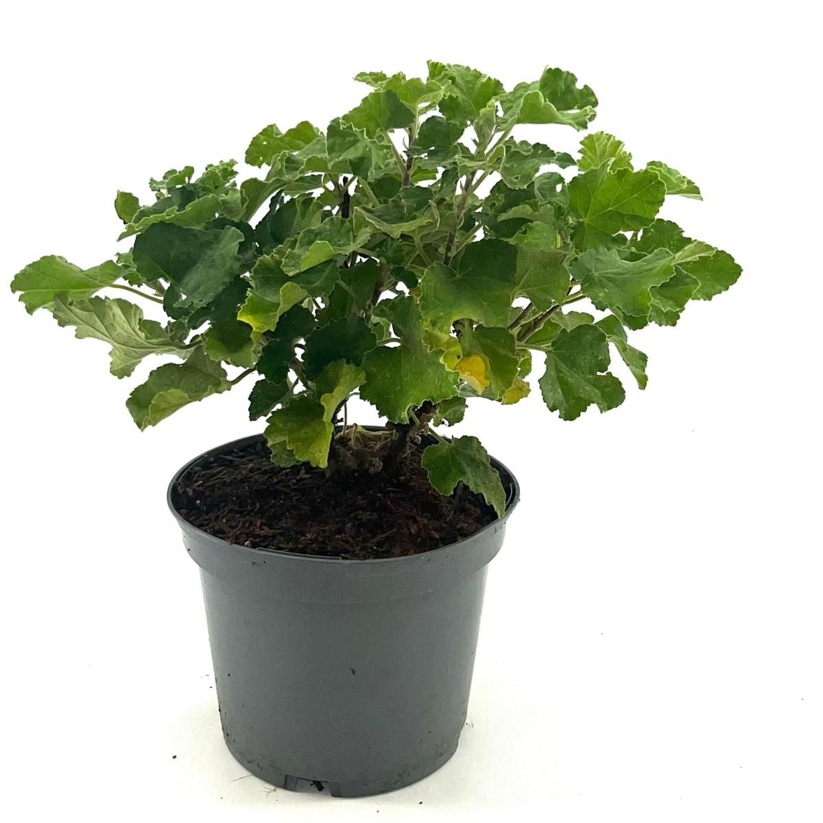 Lavatera Chamallow, D 19