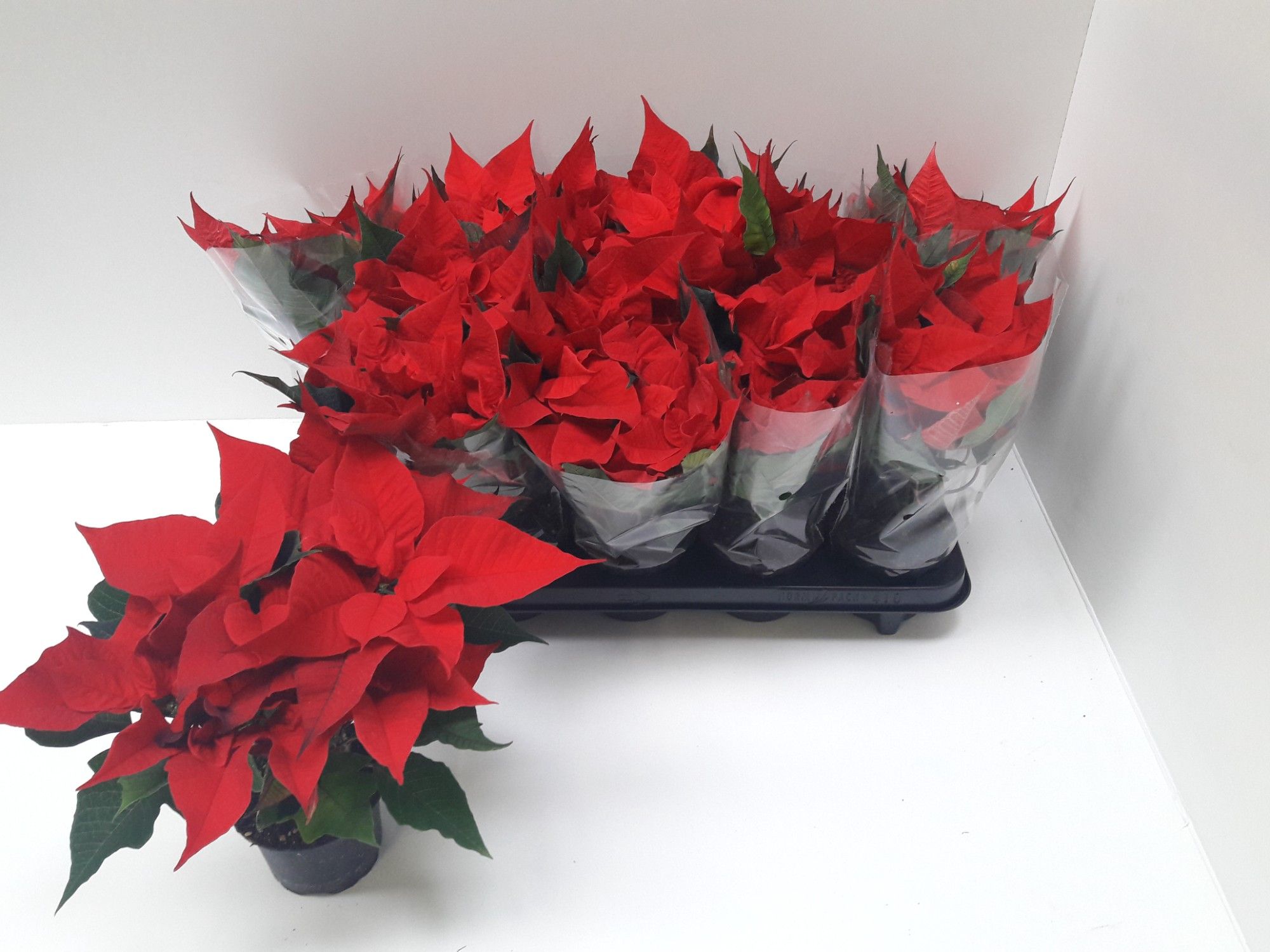 368 ADH : Pot 13 cm Kerstster alle kleuren, D 13