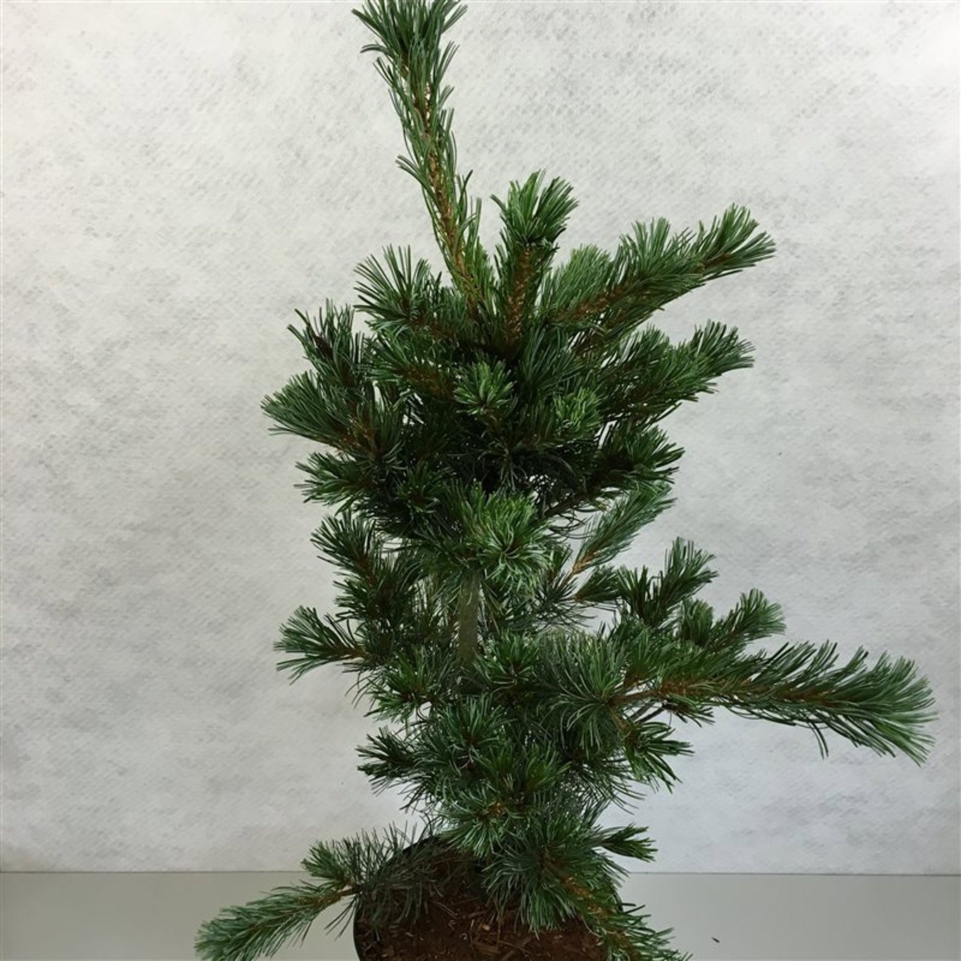 Pinus parviflora 'Blauer Engel', D 29 cm Pinus parviflora 'Blauer Engel', D 29 cm