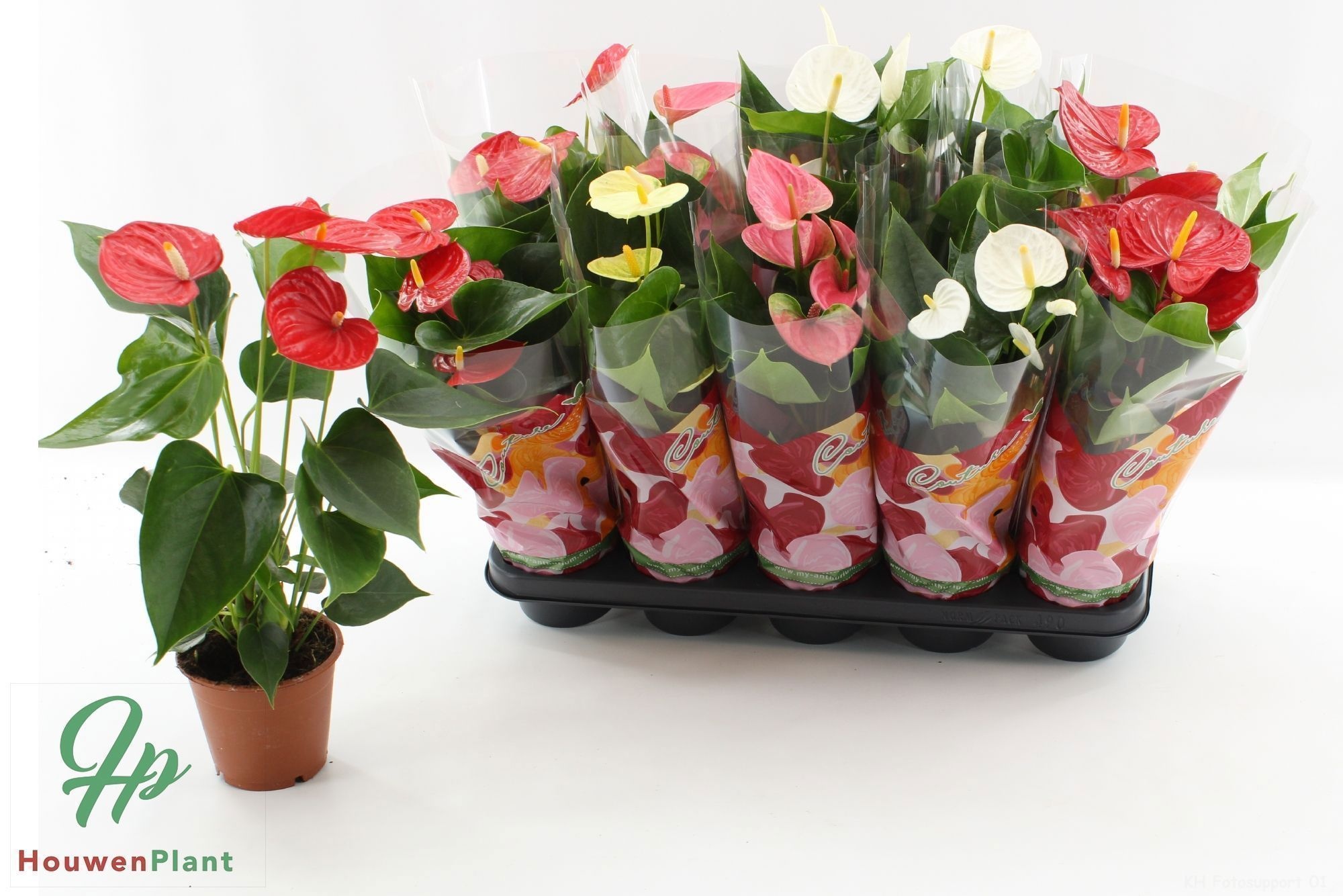 Anthurium 12 cm 5 color mix in Couture clock sleeve, D 12