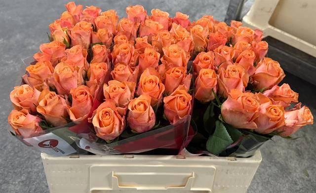 Роза од. Овериг 50, шт.