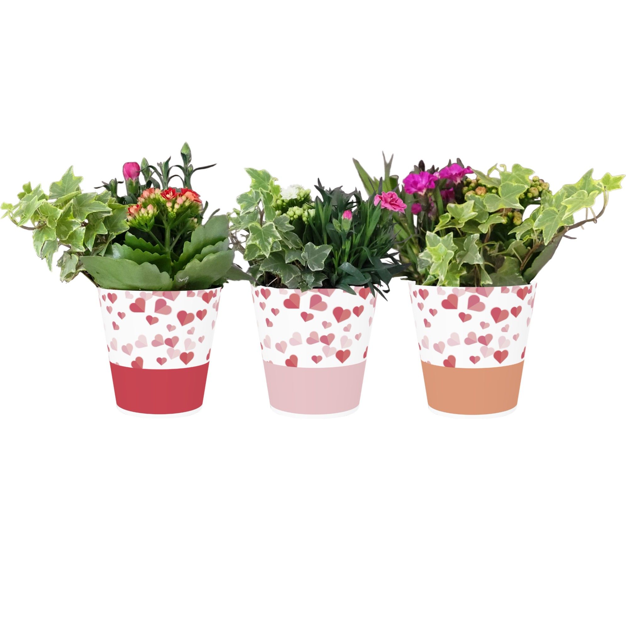Collectie "Party Love" Arrangement in Smartcup Candy, D 12