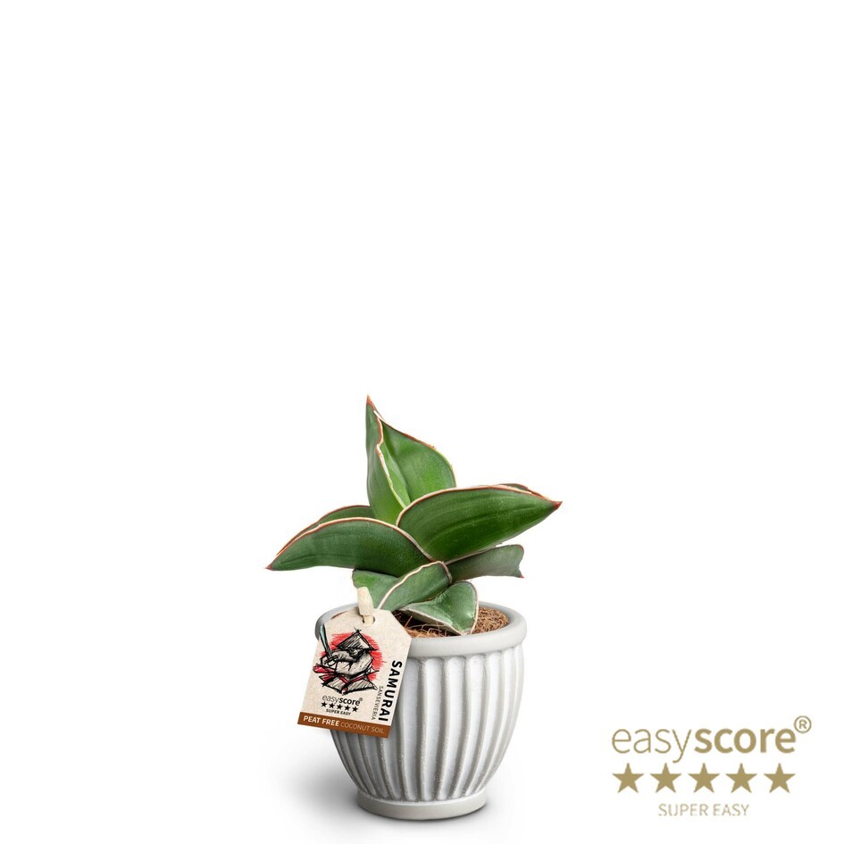 Athena, Sansevieria ´Samurai´, D 7 cm Athena, Sansevieria ´Samurai´, D 7 cm