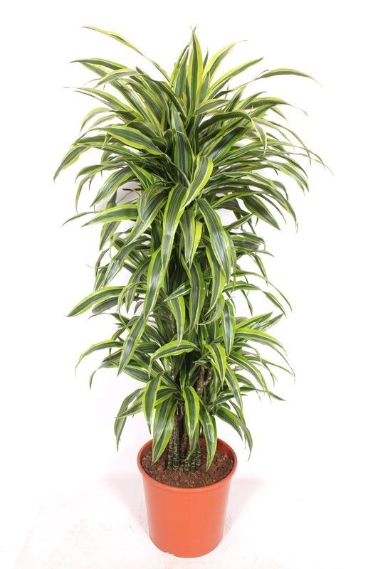 Dracaena Lemon Lime, D 30