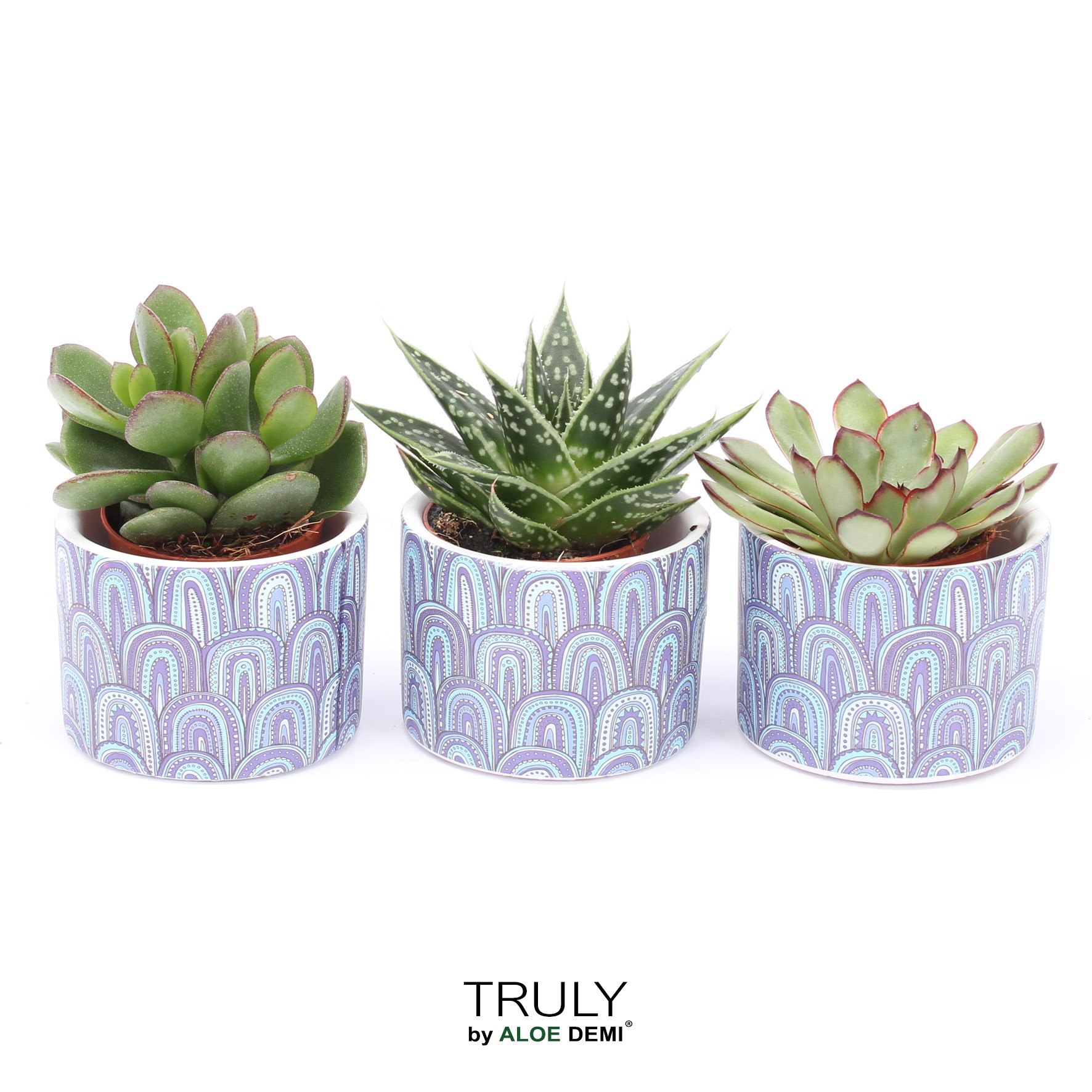 TRULY Succulent, Wave, D 7