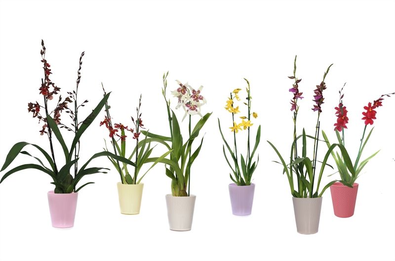 Zoe p12 dots mix Cambria mix 2T12+, D 12 cm