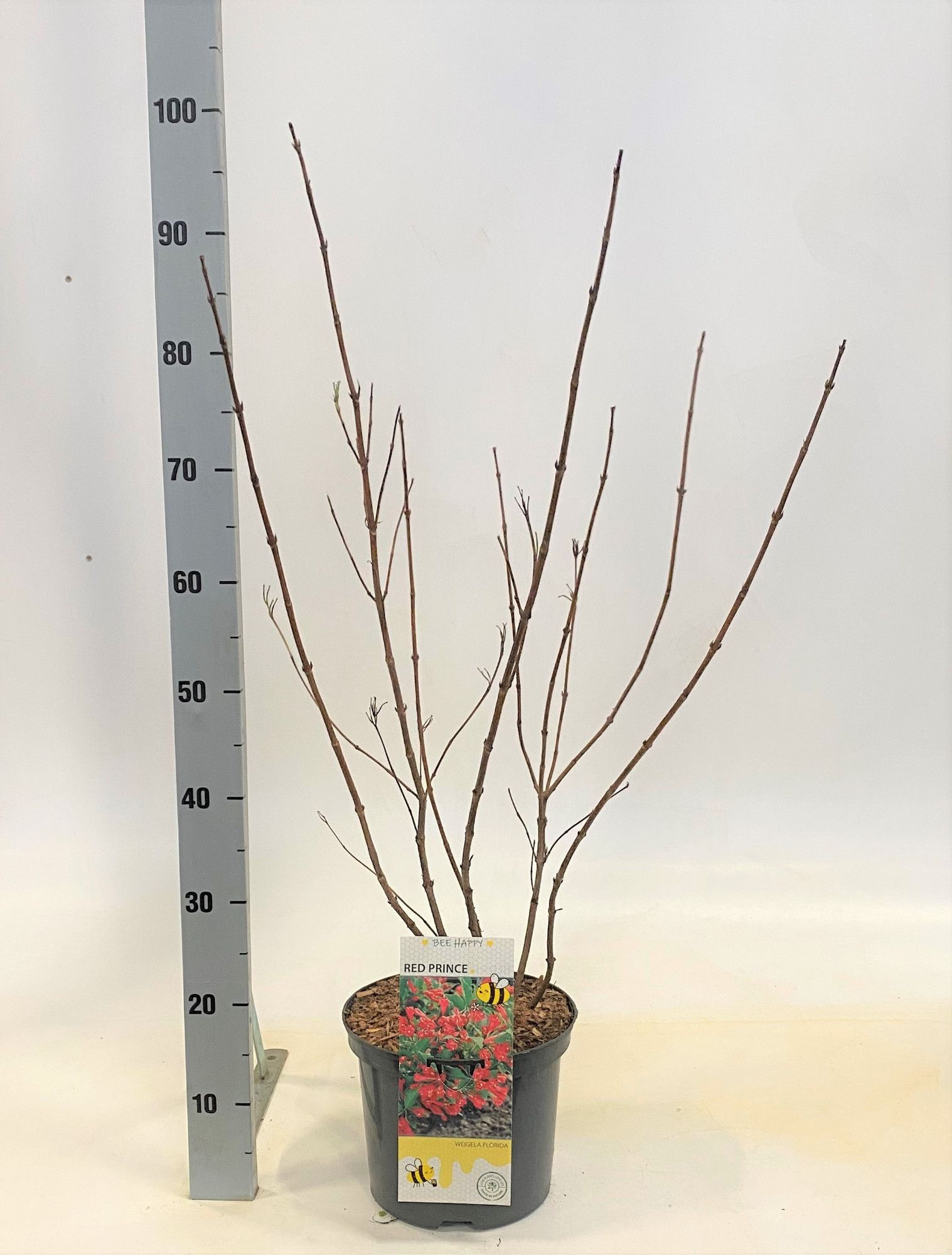 Weigela 'Red Prince', D 23