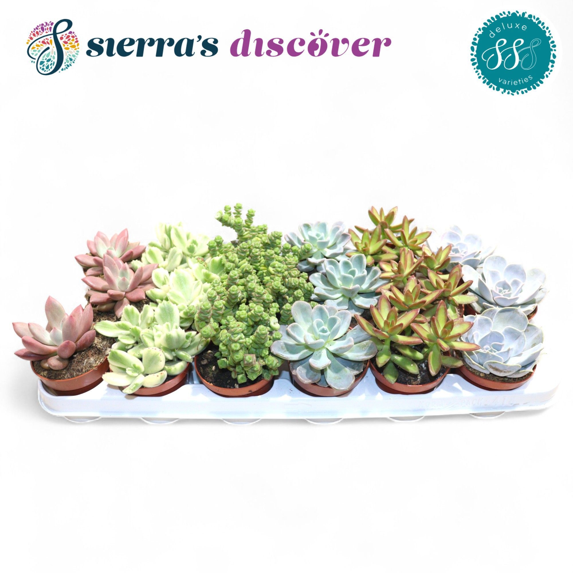 Discover® - Sevilla Succulents Mix (Deluxe), D 8,5