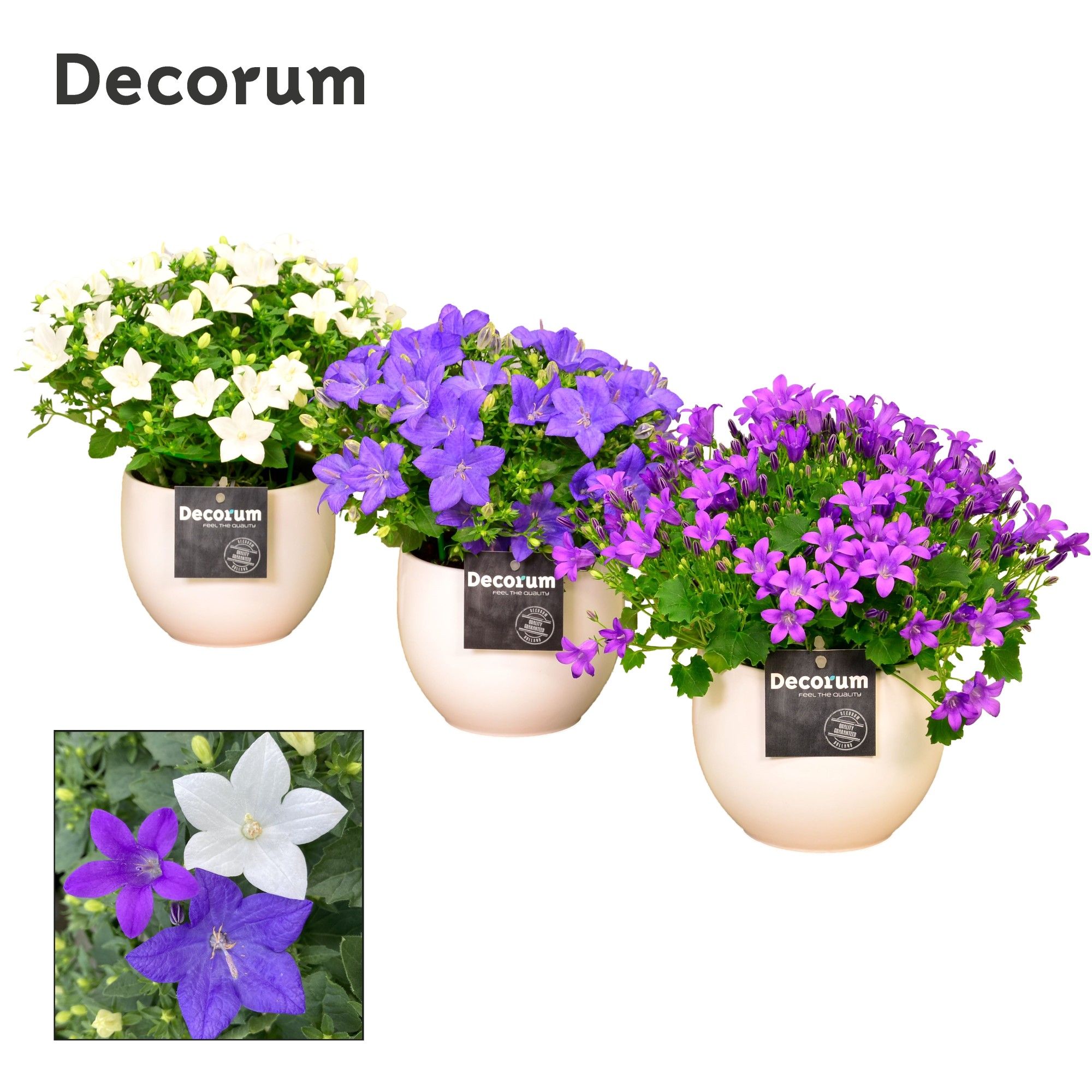 Campanula Mix Decorum Melanie, D 13
