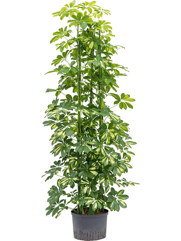 Schefflera arboricola 'Gold Capella', D 28 cm
