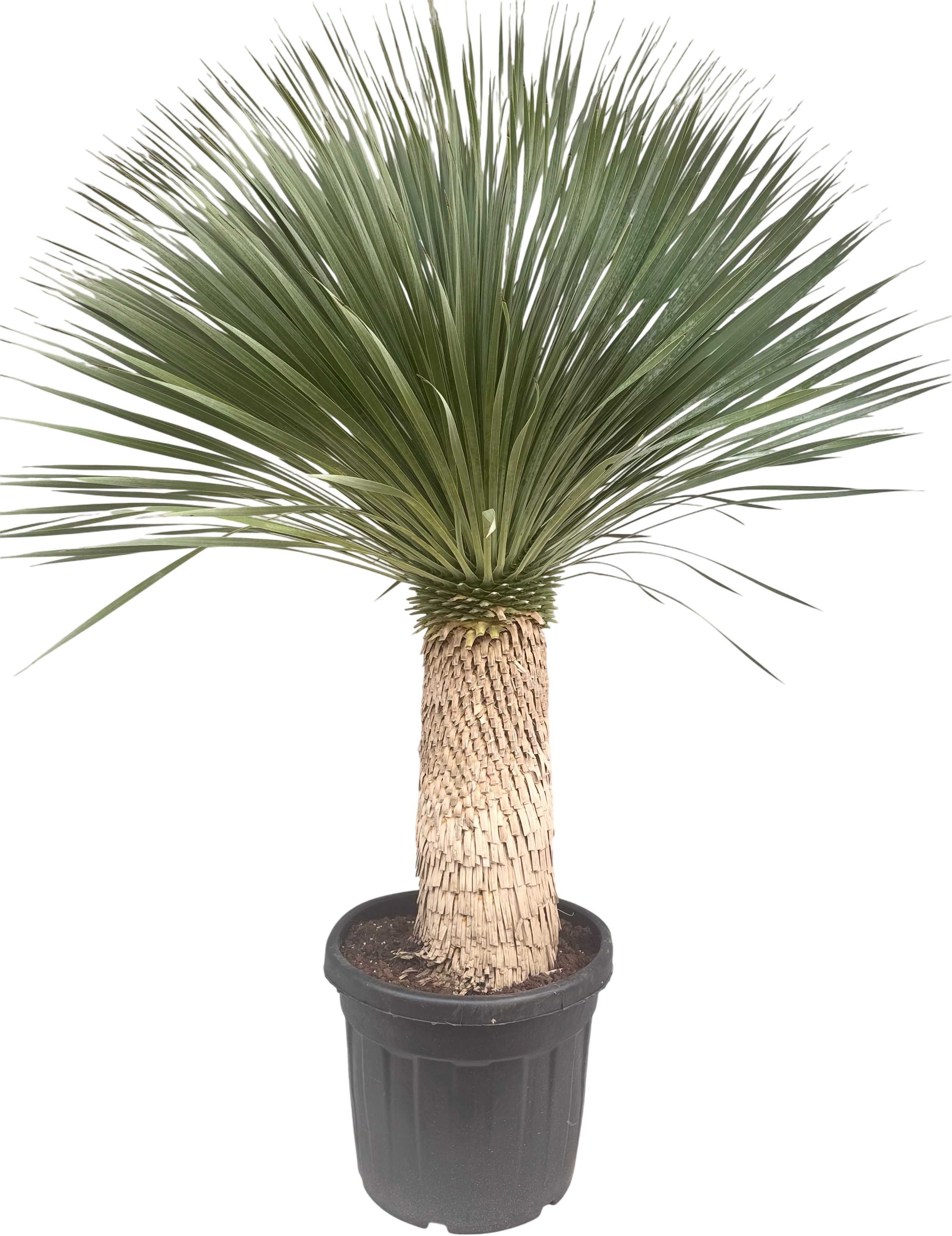 Yucca rostrata P55 stam 75/85, D 55