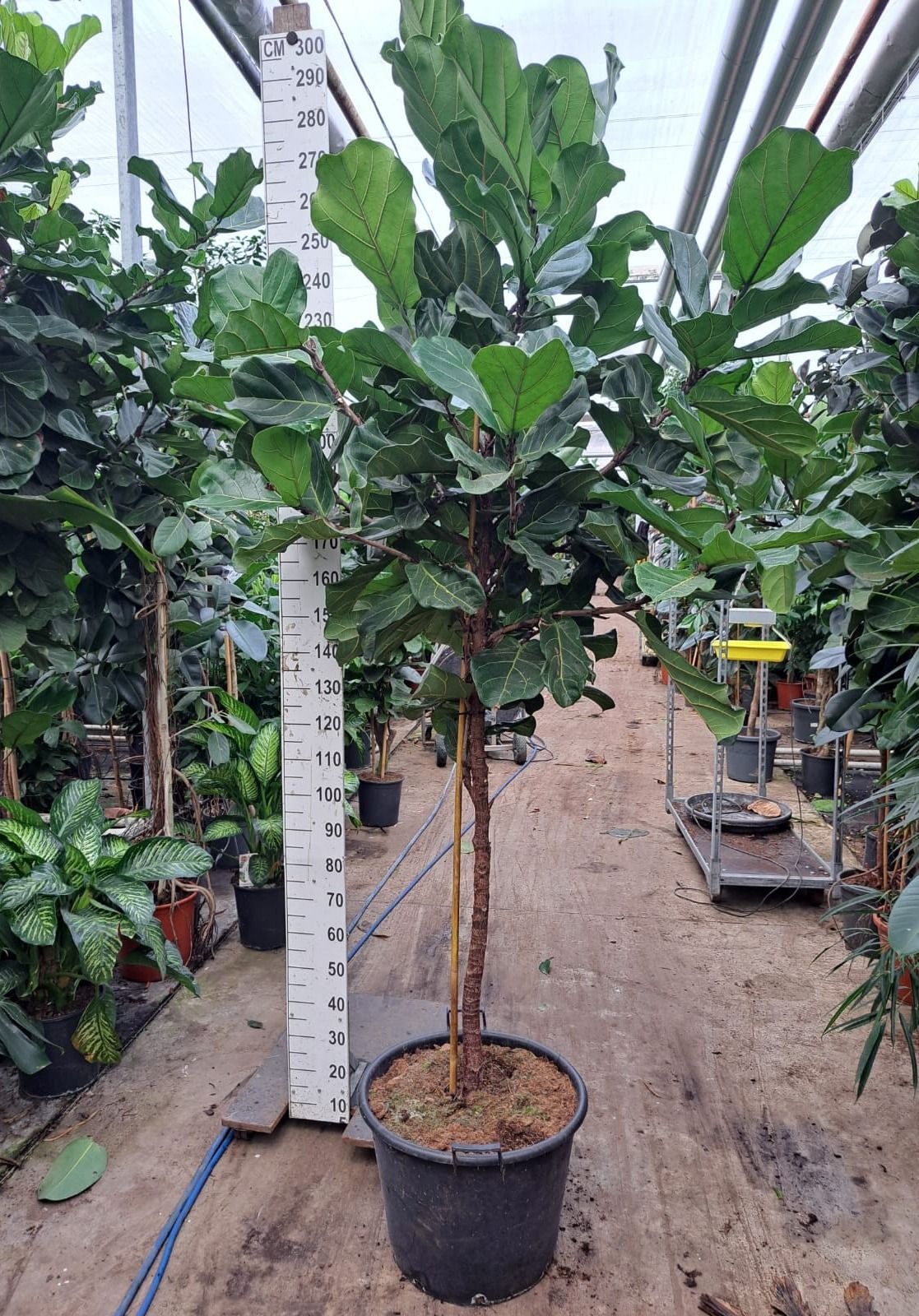 Ficus Lyrata stam 280, D 55