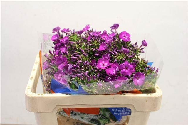 Флокс Скай Айс 50, шт.