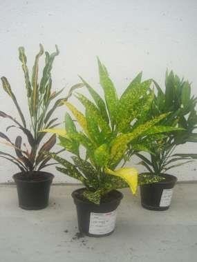 CODIAEUM VARIEGATUM 'GOLDEN SUN', D 12 cm