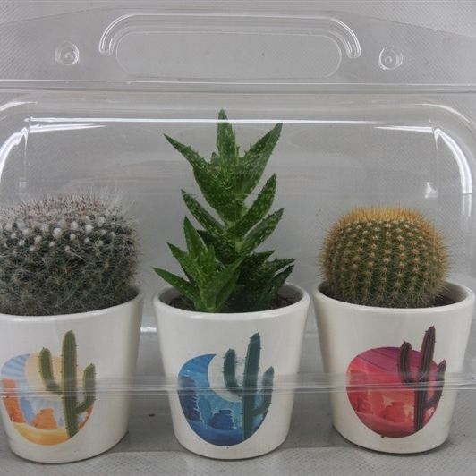 286 Trioblister rising sunpot cac 6,5 cm, D 8