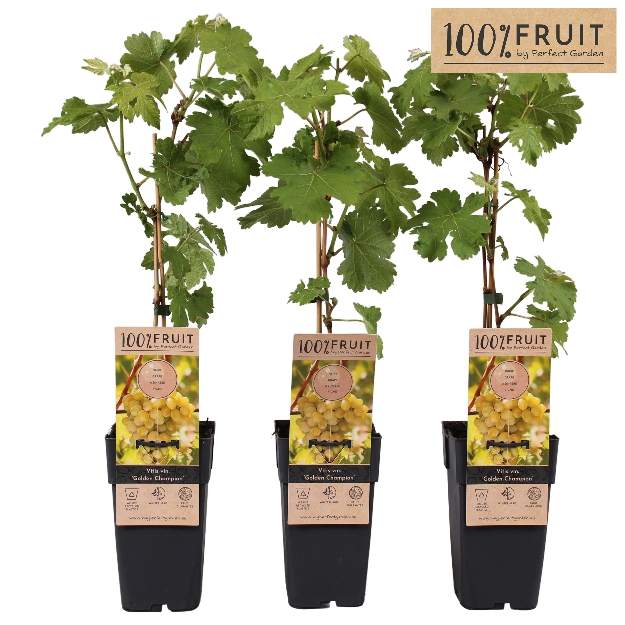 Vitis Golden Champion P15, D 15 cm Vitis Golden Champion P15, D 15 cm